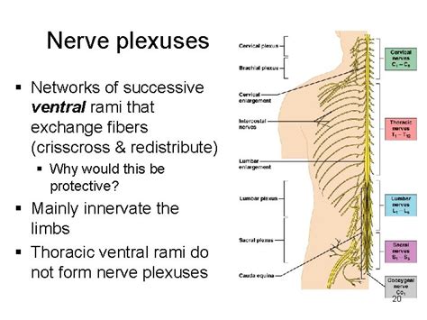 Spinal Nerves Cervical Plexus 1 Peripheral Nervous System