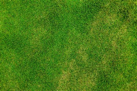 Grass Lawn Field Free Stock Photo On Pixabay Pixabay