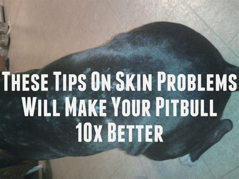 Blue Pitbull Skin Problems Rash And Allergies Conditions And Disease Of