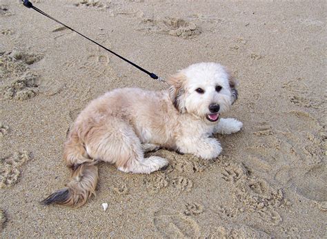 Llcs prevent businesses from being taxed twice, make businesses appear more credible, cut back on paperwork. Dog Breeds That Start With 'D'