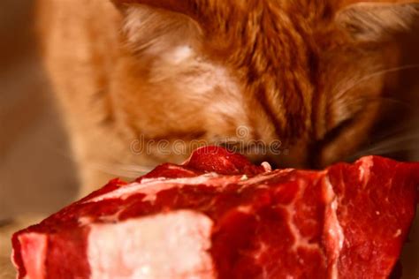 Red Cat Is Eating A Big Piece Of Raw Beef Stock Image Image Of Minced