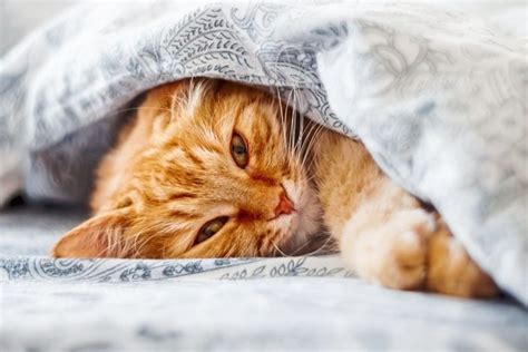 Ist der befall noch nicht zu stark, dann sind sie neben bissen oft der einzige hinweis auf die. Pro & Kontra: Katze im Bett schlafen lassen - Kolumne: Pro ...