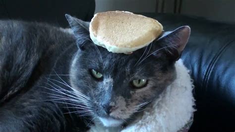 Chuv Cat With Pancake On Her Head Youtube