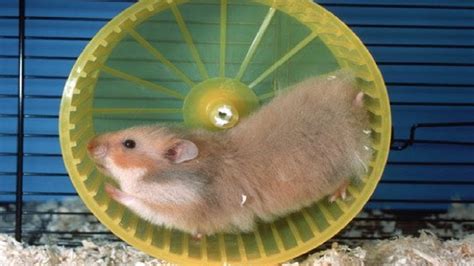 Funny Hamsters Falling Out Onthe Wheel Funny And Cute Pet Videos