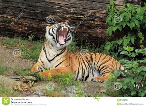 Yawning Indochinese Tiger Stock Photography 34895186