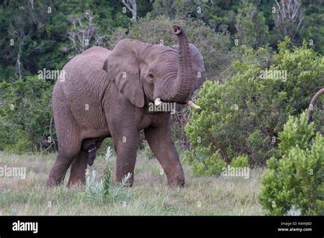 A Young Male Elephant Responds To Our Presence With A Raised Trunk