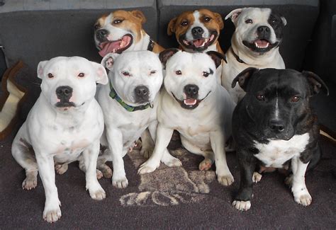 Staffies (staffordshire bull terriers) originate from britain in staffordshire. Free photo: Stafford-Shire Bull-terrier Puppy - Animals ...
