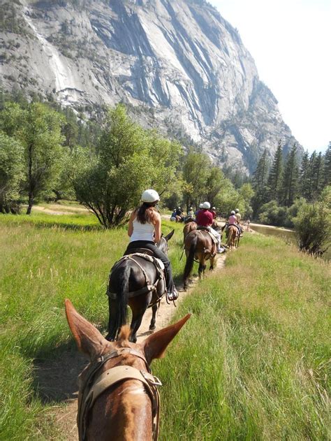 10 Most Popular Horses Breeds In The World Yosemite National Park