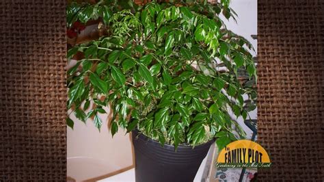 If you're still in two minds about cat china dolls and are thinking about choosing a similar product, aliexpress is a great place to compare prices and sellers. Q&A - What is this plant? -China Doll - YouTube