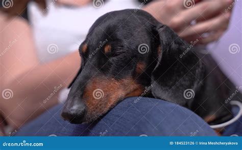 Tired Dachshund Entangled In Wire Falls Asleep On Lap Of Owner Stock