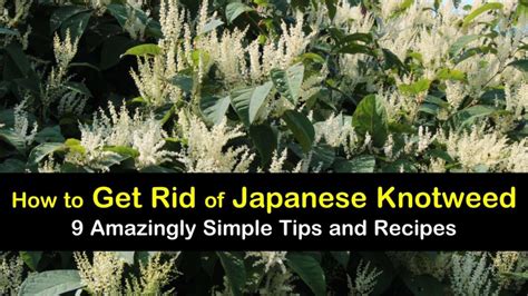 9 Amazingly Simple Ways To Get Rid Of Japanese Knotweed