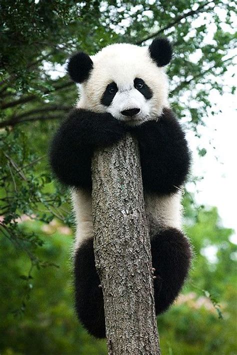 Im A Sad Panda