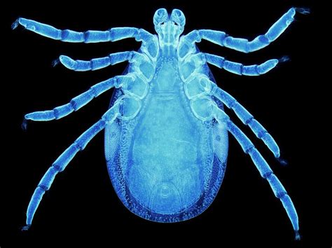 Male Lyme Disease Tick Photograph By Steve Gschmeissnerscience Photo