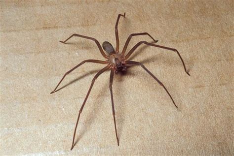 The Seven Most Common Types Of House Spiders