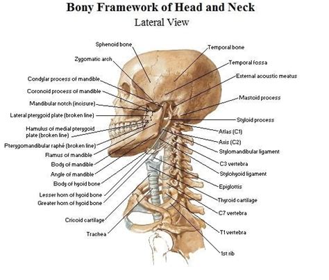 Attachment points for the muscles of the head and neck are located on the exterior surfaces of the skull and allow for important movement like chewing. Anatomy of the head and neck bones picture | Neck bones ...
