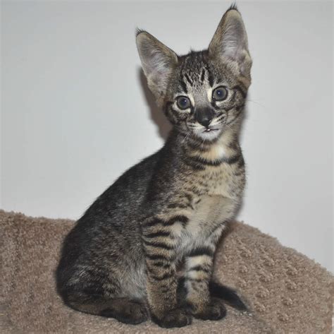 Its a cross between an african serval and a domesticated house cat. F2 Savannah Kittens Available in Ohio Savannah Cats Call ...