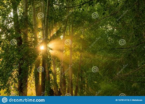 Sunlight Breaks Through The Branches Of Trees Stock Photo Image Of