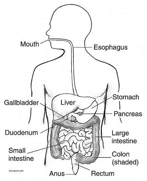 (a) the chamber of the heart that pumps out deoxygenated blood. Digestive System Drawing at GetDrawings | Free download