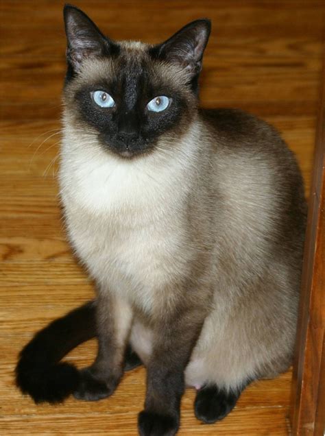 Siamese Cats Facts And Personality Siamese Cats Facts Siamese