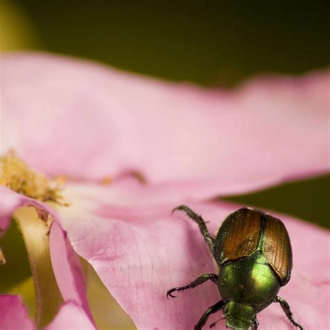 Bugs Eating Leaves On Rose Bush My Xxx Hot Girl