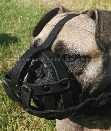 I am a small in home breeder in manitoba. French Bulldog Muzzle of Leather for Walks - £28.90