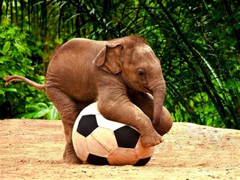 Papel De Parede Hd Para Desktop Animais Savana Elefantes Elefante