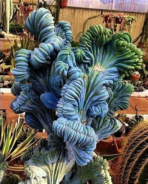 Pin By Amy Diebaren On Succulents Succulents Plants Unusual Plants