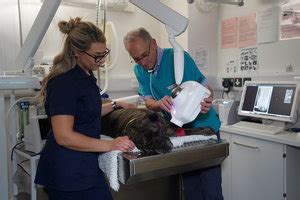 Dental disease in cats can cause serious pain and discomfort, which can impact a cat's quality of life. Does your dog or cat have dental disease? | Edgewood ...