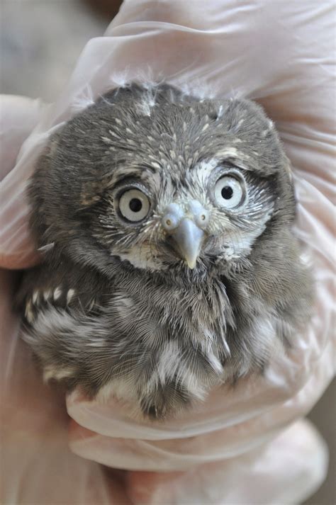 Most owls always makes sounds in night. Phoenix Zoo flying high over 3-week-old baby pygmy owls