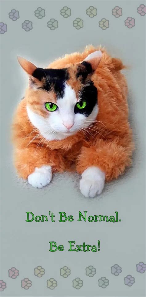 Not Normal Extra Cat Wallpaper By 1artfulangel Download On Zedge 842f