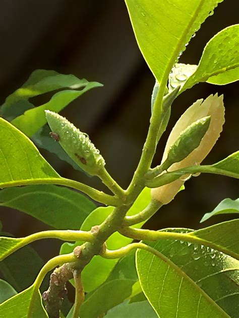 Magnolia × alba, also known as the white champaca, white sandalwood, or white jade orchid tree,4 is a flowering plant of hybrid origin that is commonly cultivated in magnolia × alba. White Champaca | Plant leaves, Plants, Flowers