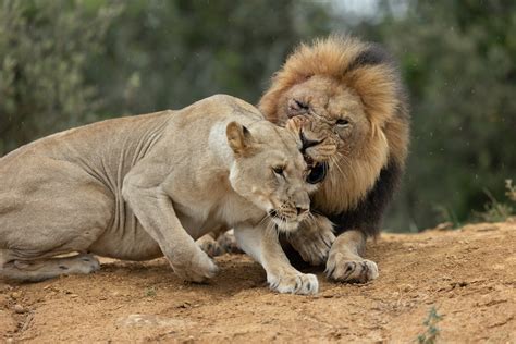 Male Lions Fight For Mating Rights Kariega Game Reserve