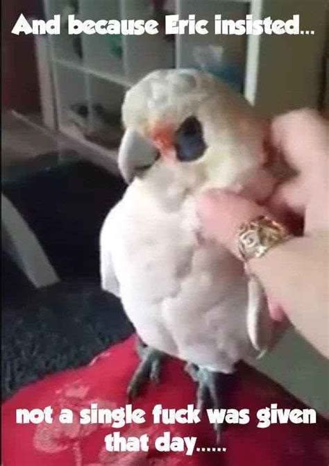 This Swearing Bird Is Everything You Would Want In A Pet Australian