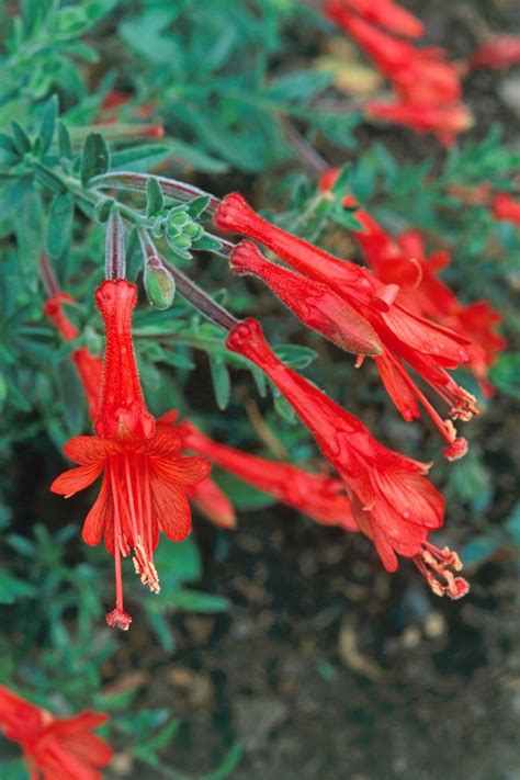 Nine varieties of california native wildflower seed packs will be available during our fall plant sales while supplies last. 15 Top Native Plants of Southern California | California ...