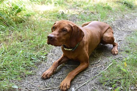 Vizsla Pictures And Informations Dog