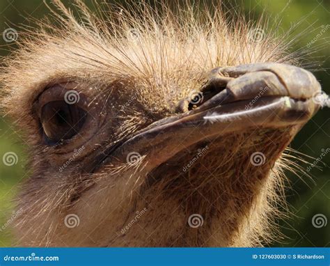 Close Up Of An Ostrich Stock Photo Image Of Struthio 127603030