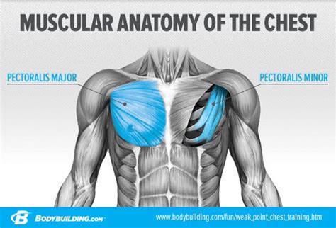 Chest Muscles Diagram Chest Anatomy Diagram Cheat Dumper Chest