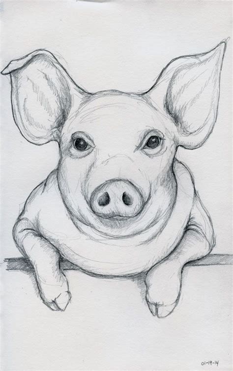 Realistic Pig Drawing