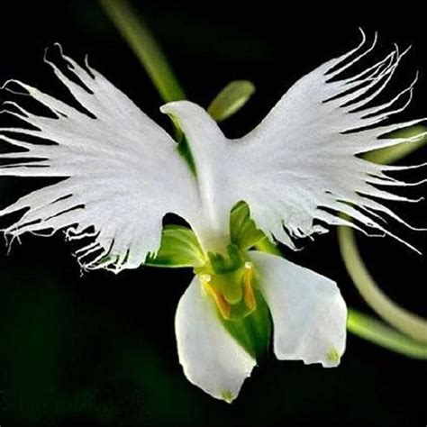 White Egret Flower Orchid Pecteilis Radiata Is A Species Of Orchid