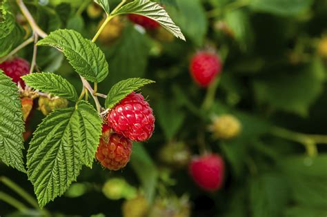 Raspberry Plants for Zone 9 | eHow