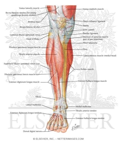 You might also like this photos or back to labeled muscle diagram. Muscles of Leg (Superificial Dissection): Anterior View
