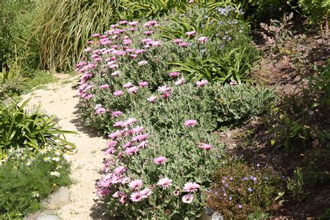Arctotis Silver Pink Maryflower