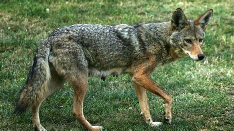Missouri Conservationist Explains How To Keep Pets Safe As Coyotes