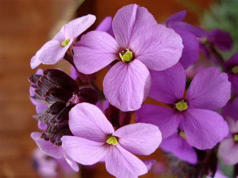 Maybe you would like to learn more about one of these? Honesty flowers | allispossible.org.uk | Flickr