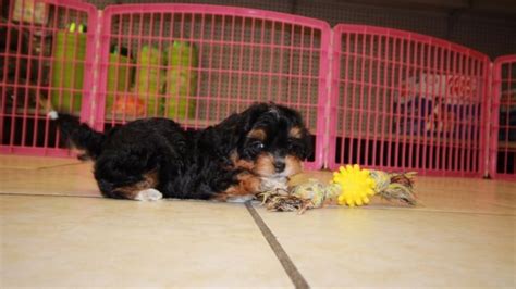 Puppies For Sale Local Breeders Adorable Cavapoo Puppies For Sale