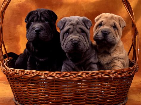 Shar Pei Puppies Puppies Wallpaper 14748818 Fanpop