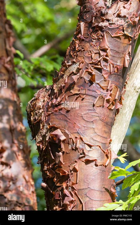 Peeling Maple Tree Bark Hi Res Stock Photography And Images Alamy