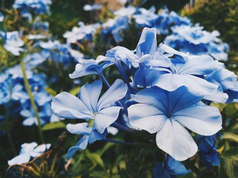 What Is The Color Periwinkle - HTML color code for #CCCCFF