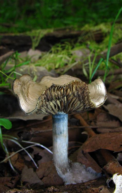 Psilocybe Ovoideocystidiata ¿cómo Identificarlo Picture Mushroom
