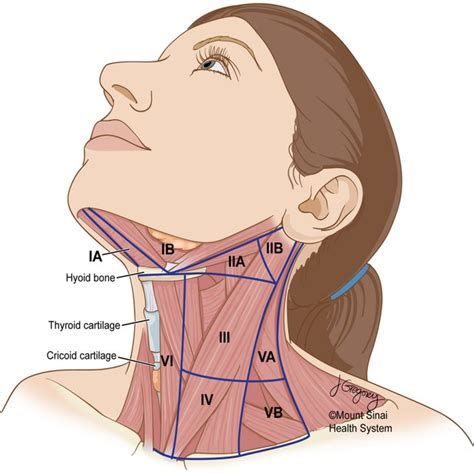 The Location Of Cervical Lymph Nodes In The Neck Follows A System That